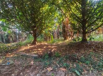 Residential Land for Sale in Ernakulam, Piravom, Piravom, 0.50Km from govt. Hospital Piravom - palachuvadu