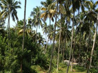 Residential Land for Sale in Trivandrum, Varkala, Varkala, Vettoor Village, Nedunganda