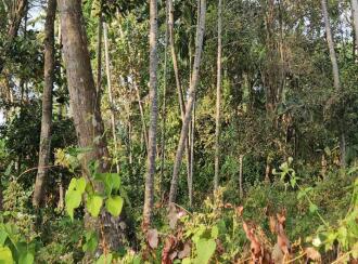 Residential Land for Sale in Trivandrum, Varkala, Varkala, Vettoor Village, Nedunganda