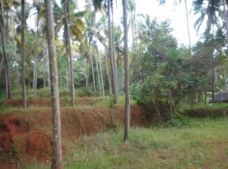 Residential Land for Sale in Trivandrum, Varkala, Varkala, Vettoor Village, Nedunganda