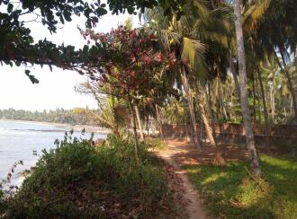 Agricultural Land for SaleKozhikode, Elathur, Parambath