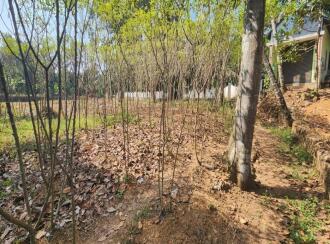 Residential Land for Sale in Kottayam, Kaduthuruthy, Muttuchira, Near by Muttichira Kottayam