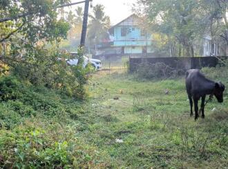 Residential Land for Sale in Kottayam, Thalayolaparambu, Vettikkattumukku, Housing board colony vettikkattumukku