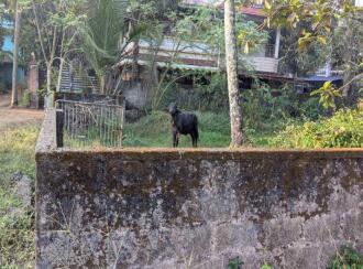 Residential Land for Sale in Kottayam, Thalayolaparambu, Vettikkattumukku, Housing board colony vettikkattumukku