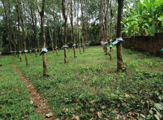 Residential Land for SaleErnakulam, Kizhakkambalam, Njaralloor