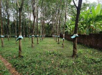 Residential Land for Sale in Ernakulam, Kizhakkambalam, Njaralloor