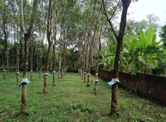 Residential Land for Sale in Ernakulam, Kizhakkambalam, Njaralloor