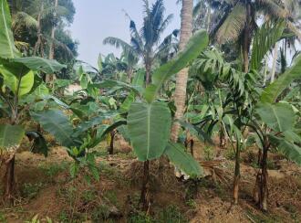 Agricultural Land for SaleTrivandrum, Keezharoor, Mylachal