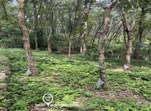 Agricultural Land for Sale