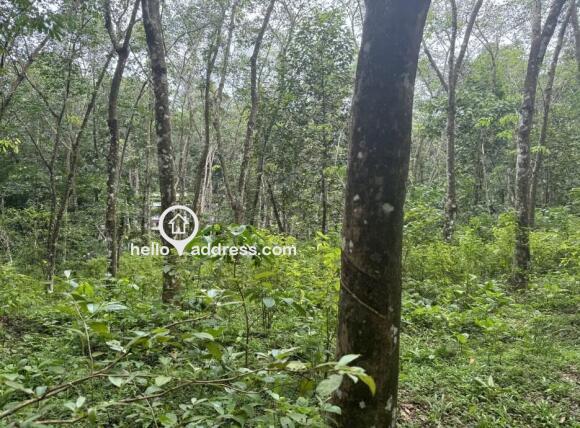 Rubber plantation