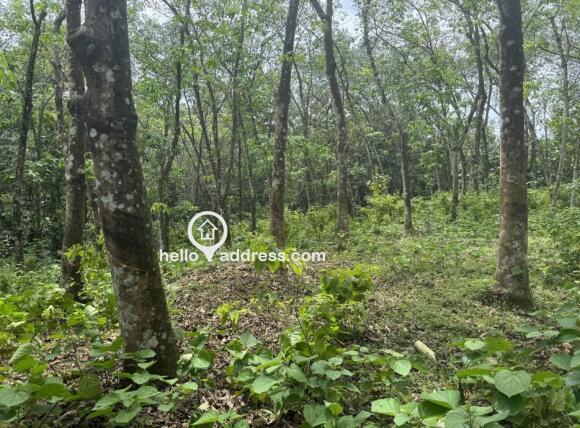 Rubber plantation