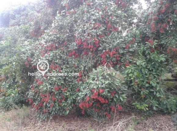 Agricultural Land for Sale