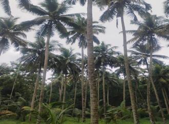 Residential Land for Sale in Thrissur, Guruvayur, Mattom, Chellor Kochikkaran road