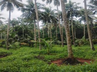 Residential Land for Sale in Thrissur, Guruvayur, Mattom, Chellor Kochikkaran road