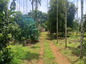Residential Land for Sale in Thrissur, Chalakudy, Kanakamala