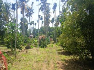 Residential Land for Sale in Thrissur, Chalakudy, Kanakamala