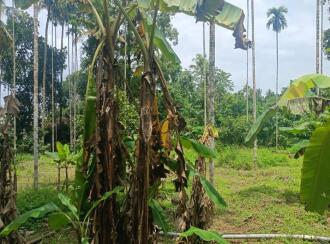 Residential Land for Sale in Thrissur, Chalakudy, Kanakamala