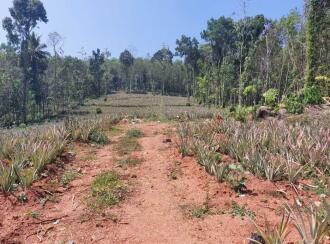 Residential Land for Sale in Ernakulam, Perumbavoor, Kuruppampady, Vengoor