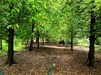 Residential Land for Sale in Ernakulam, Kalady, Kalady, Thannipuzha