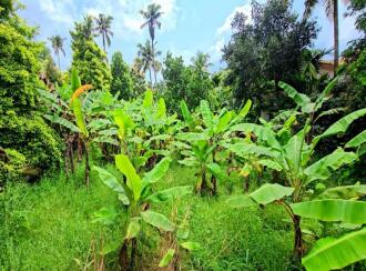 Residential Land for Sale in Ernakulam, Kalady, Kalady, Thannipuzha
