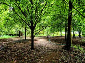 Residential Land for Sale in Ernakulam, Kalady, Kalady, Thannipuzha