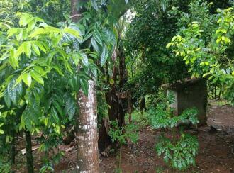 Agricultural Land for Sale in Thrissur, Chalakudy, Meloor, Pushpagiri, RBC Bund Road, Meloor (near Chalakudy),