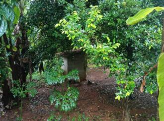 Agricultural Land for Sale in Thrissur, Chalakudy, Meloor, Pushpagiri, RBC Bund Road, Meloor (near Chalakudy),