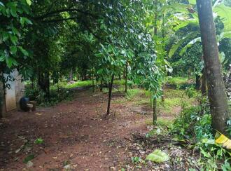 Agricultural Land for Sale in Thrissur, Chalakudy, Meloor, Pushpagiri, RBC Bund Road, Meloor (near Chalakudy),