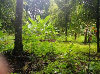Agricultural Land for Sale in Thrissur, Chalakudy, Meloor, Pushpagiri, RBC Bund Road, Meloor (near Chalakudy),