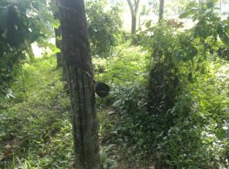 Residential Land for Sale in Trivandrum, Kazhakoottam, Karamoodu, keezhavoor road