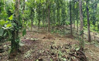 Residential Land for Sale in Kottayam, Mundakayam, Mundakayam, Mundakayam-Koottickal-Vagamon road