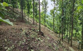 Residential Land for Sale in Kottayam, Mundakayam, Mundakayam, Mundakayam-Koottickal-Vagamon road
