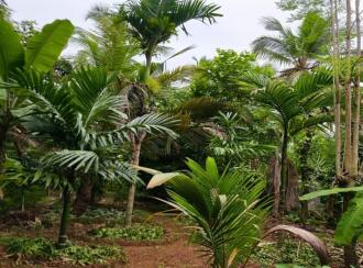 Residential Land for Sale in Palakkad, Mannarkkad, Pottassery, Near Govt Higher Secondary School