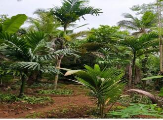 Residential Land for Sale in Palakkad, Mannarkkad, Pottassery, Near Govt Higher Secondary School
