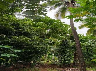 Residential Land for Sale in Palakkad, Mannarkkad, Pottassery, Near Govt Higher Secondary School