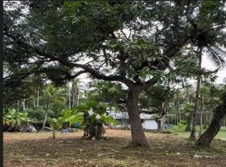 Residential Land for Sale in Kozhikode, Vatakara, Orkatteri, Near Nanma Oil Mill
