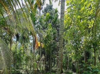 Residential Land for Sale in Alleppey, Cherthala, Perumbalam, Health center