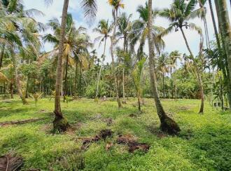 Residential Land for Sale in Alleppey, Cherthala, Perumbalam, Health center