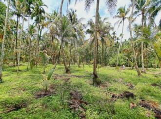 Residential Land for Sale in Alleppey, Cherthala, Perumbalam, Health center