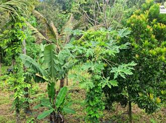 Residential Land for Sale in Idukki, Kattappana, Kattapana, Kattappana-Pezhumkavala Road.