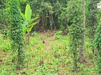 Residential Land for Sale in Idukki, Kattappana, Kattapana, Kattappana-Pezhumkavala Road.