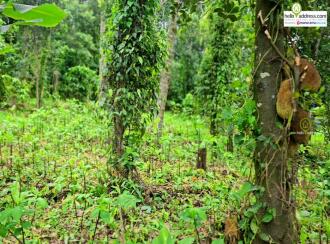 Residential Land for Sale in Idukki, Kattappana, Kattapana, Kattappana-Pezhumkavala Road.