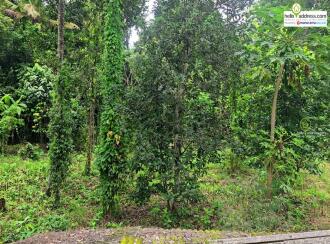 Residential Land for Sale in Idukki, Kattappana, Kattapana, Kattappana-Pezhumkavala Road.