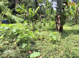 Residential Land for Sale in Ernakulam, Kothamangalam, Nellimattom, Kurumkulam