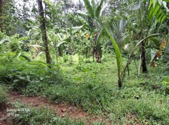 Residential Land for Sale in Ernakulam, Kothamangalam, Nellimattom, Kurumkulam