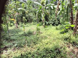 Residential Land for Sale in Ernakulam, Kothamangalam, Nellimattom, Kurumkulam