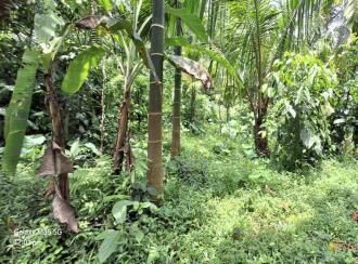 Residential Land for Sale in Ernakulam, Kothamangalam, Nellimattom, Kurumkulam