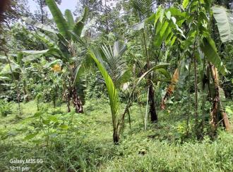 Residential Land for Sale in Ernakulam, Kothamangalam, Nellimattom, Kurumkulam