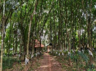 വാസയോഗ്യമായ ഭൂമി വില്പനയ്ക്ക് Alleppey, Chengannur, Puliyoor, Near Kulikampalam Jn