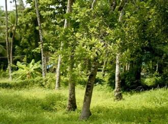 Residential Land for Sale in Malappuram, Ponnani, Chamravattam, NH 66